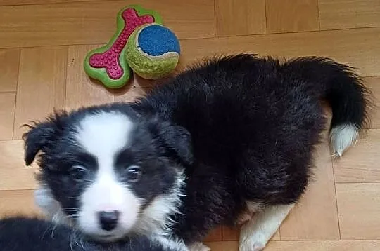 Frea sunia Border Collie gotowa na zmianę domu, Łódzkie, Łódź