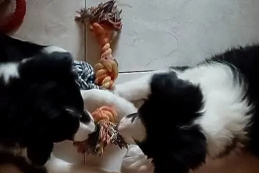 Frea sunia Border Collie gotowa na zmianę domu, Łódzkie, Łódź