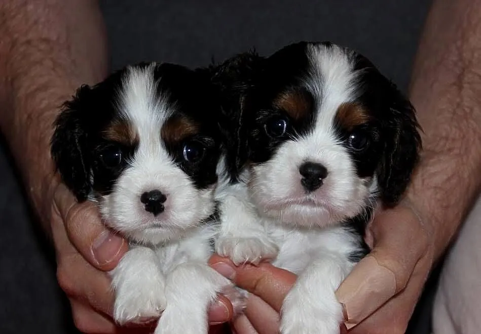 Szczeniak piesek Cavalier King Charles Spaniel ZKwP FCI, Śląskie, Częstochowa