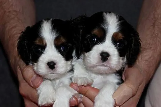 Szczeniak piesek Cavalier King Charles Spaniel ZKwP FCI, Śląskie, Częstochowa