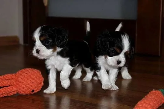Szczeniak piesek Cavalier King Charles Spaniel ZKwP FCI, Śląskie, Częstochowa