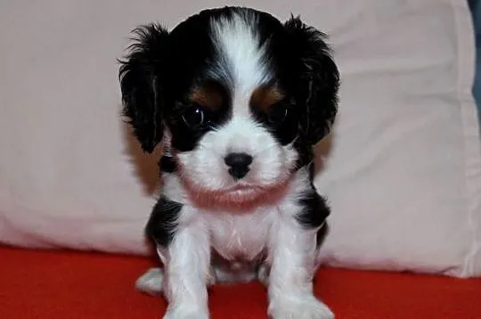 Szczeniak piesek Cavalier King Charles Spaniel ZKwP FCI, Śląskie, Częstochowa