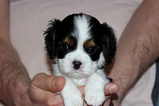 Szczeniak piesek Cavalier King Charles Spaniel ZKwP FCI, Śląskie, Częstochowa