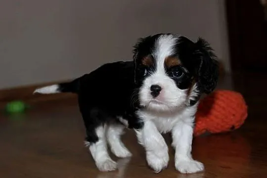 Szczeniak piesek Cavalier King Charles Spaniel ZKwP FCI, Śląskie, Częstochowa