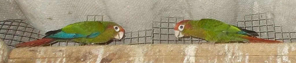 Rudosterka czerwonogłowa - Pyrrhura rhodocephala, Wielkopolskie, Kościan
