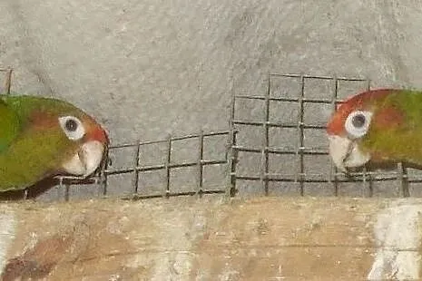 Rudosterka czerwonogłowa - Pyrrhura rhodocephala, Wielkopolskie, Kościan