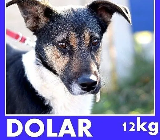 DOLAR,młody,roczny,łagodny,wesoły średni 13kg pies