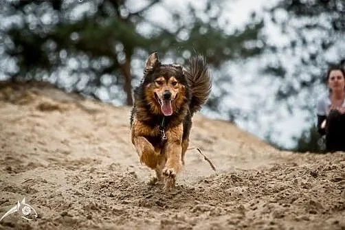 BROOKLYN - pies, który będzie tylko Twój...,  lube