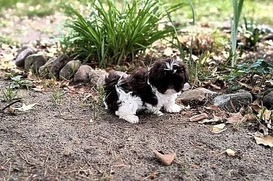 Shih Tzu, Wielkopolskie, Wijewo