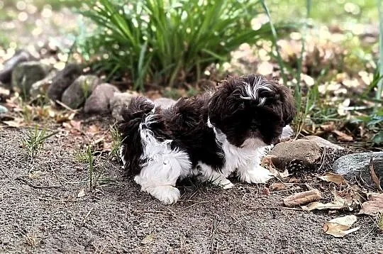 Shih Tzu, Wielkopolskie, Wijewo