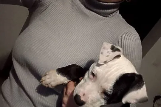 Amstaff suka