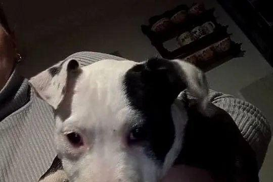 Amstaff suka, Podkarpackie, Pilzno