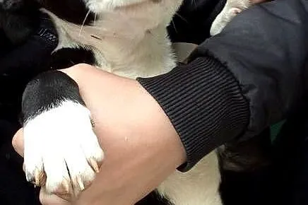 Amstaff suka, Podkarpackie, Pilzno