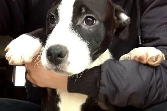 Amstaff suka, Podkarpackie, Pilzno