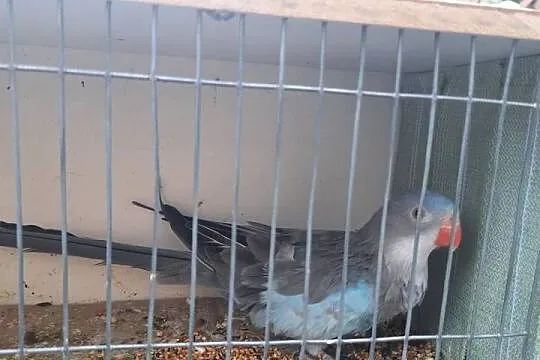 Księżniczki Walii para, Wielkopolskie, Swarzędz