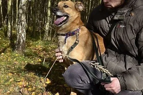 Reksio z uroczymi uszkami czeka na Twoją przyjaźń!