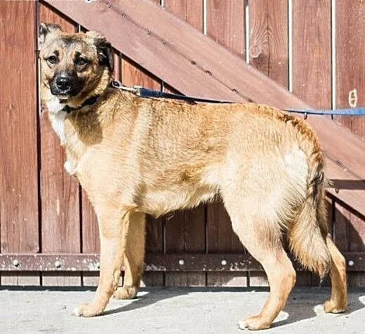 SURI - roczna sunia wyrzucona w lesie do adopcji,