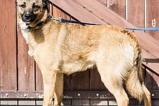 SURI - roczna sunia wyrzucona w lesie do adopcji, 