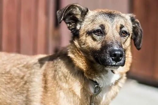 SURI - roczna sunia wyrzucona w lesie do adopcji, 
