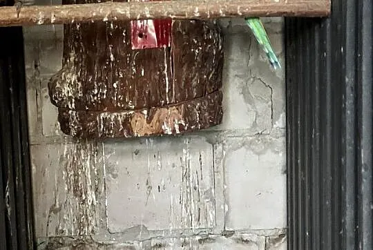 Mnichy nizinne 6 szt razem, Podkarpackie, Rzeszów