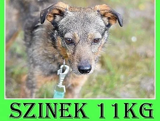 11kg,delikatny,łagodny,tulaśny,bardzo kochany pies