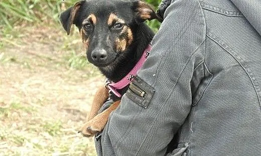 Nesti - 6 kg kruszyna, mazowieckie Warszawa