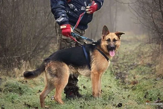 Mega fajny, radosny, młodziutki, energiczny pies.,, Kraków