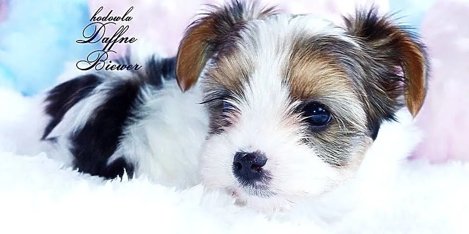 York White Ocean Pearl Yorkshire Terrier, Śląskie, Tychy