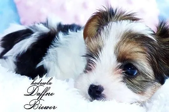 York White Ocean Pearl Yorkshire Terrier, Śląskie, Tychy