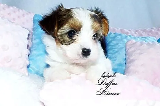 York White Ocean Pearl Yorkshire Terrier, Śląskie, Tychy