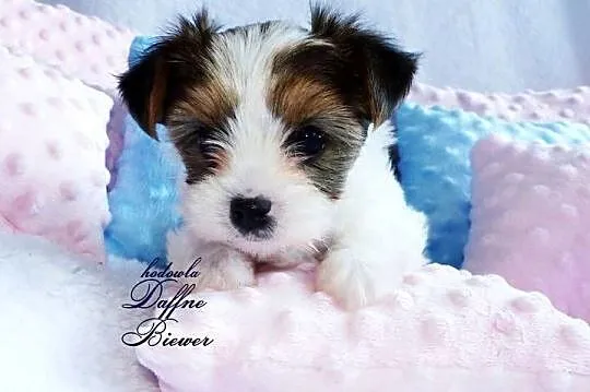 York White Ocean Pearl Yorkshire Terrier, Śląskie, Tychy