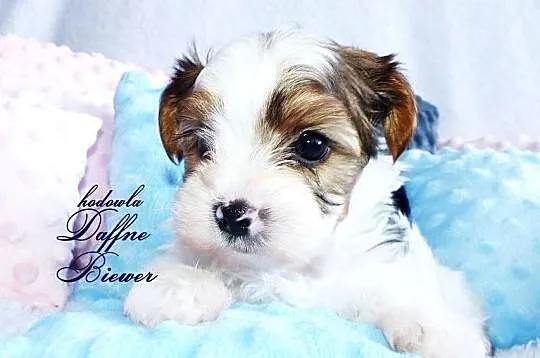 York White Ocean Pearl Yorkshire Terrier, Śląskie, Tychy