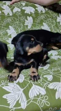 Urocze i kochane szczenięta rasy doberman szukają nowych domów., Pomorskie, Tczew