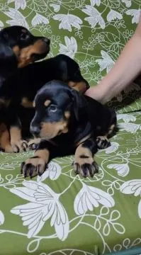 Urocze i kochane szczenięta rasy doberman szukają nowych domów., Pomorskie, Tczew