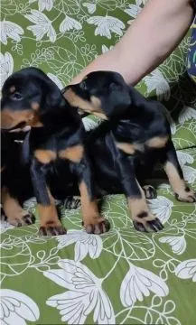 Urocze i kochane szczenięta rasy doberman szukają nowych domów., Pomorskie, Tczew