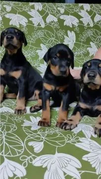 Urocze i kochane szczenięta rasy doberman szukają nowych domów., Pomorskie, Tczew