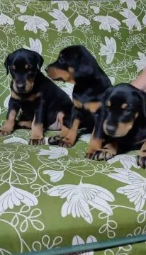 Urocze i kochane szczenięta rasy doberman szukają nowych domów.