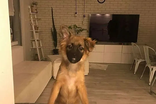 Mija śliczna 5- miesięczna suczka szuka domu