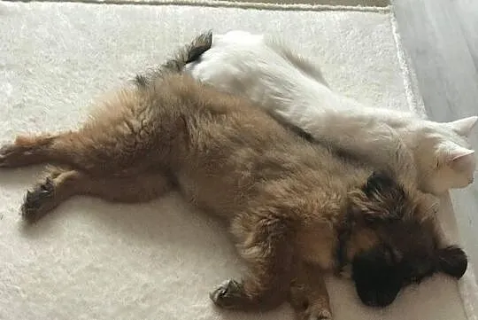 Mija śliczna 5- miesięczna suczka szuka domu, Łódzkie, Łódź