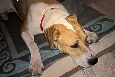 Dora kochana 9 miesięczna sunia w typie bull,  mał