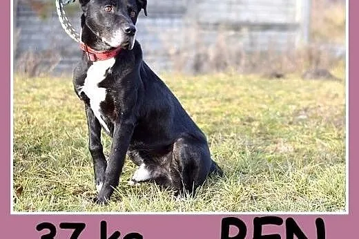 Duży 37 kg,grzeczny,wierny,do domu z ogródkiem pie