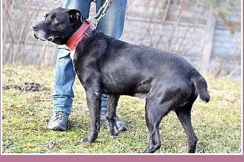 Duży 37 kg,grzeczny,wierny,do domu z ogródkiem pie