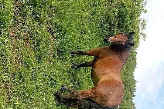 Trzy Klacze zimnokrwiste, Podkarpackie, Sanok