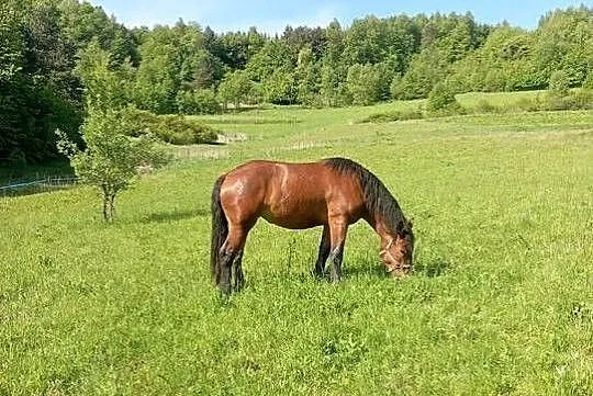 Trzy Klacze zimnokrwiste, Podkarpackie, Sanok