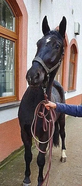 Kary 4 letni wałach !, Zachodniopomorskie, Koszalin