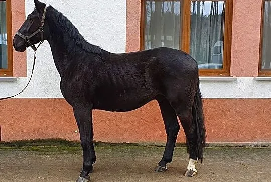 Kary 4 letni wałach !, Zachodniopomorskie, Koszalin
