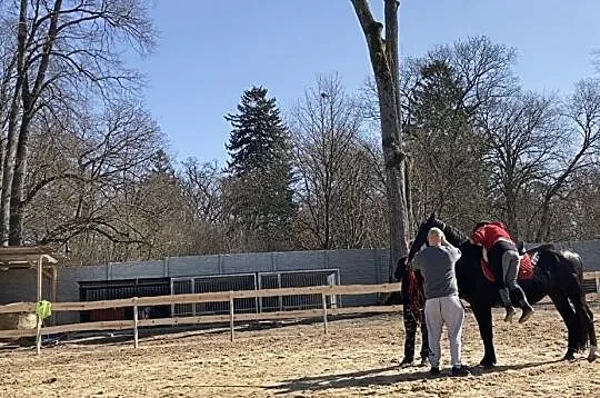 Kary 4 letni wałach !, Zachodniopomorskie, Koszalin