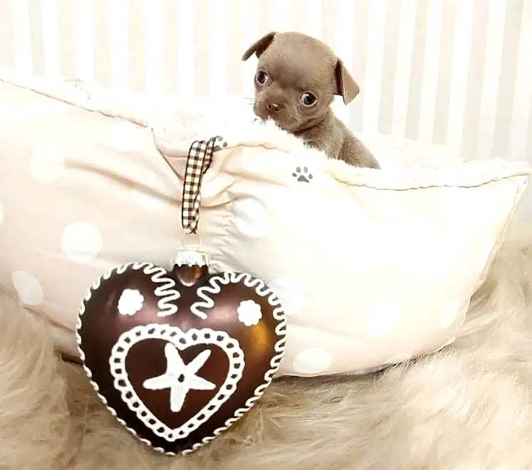 Chihuahua suczka, Mazowieckie, Warszawa