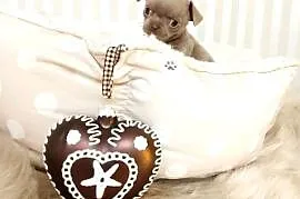Chihuahua suczka