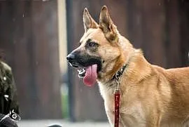 Lunes- wspaniały pies czeka na Przyjaciela,  święt, Kielce